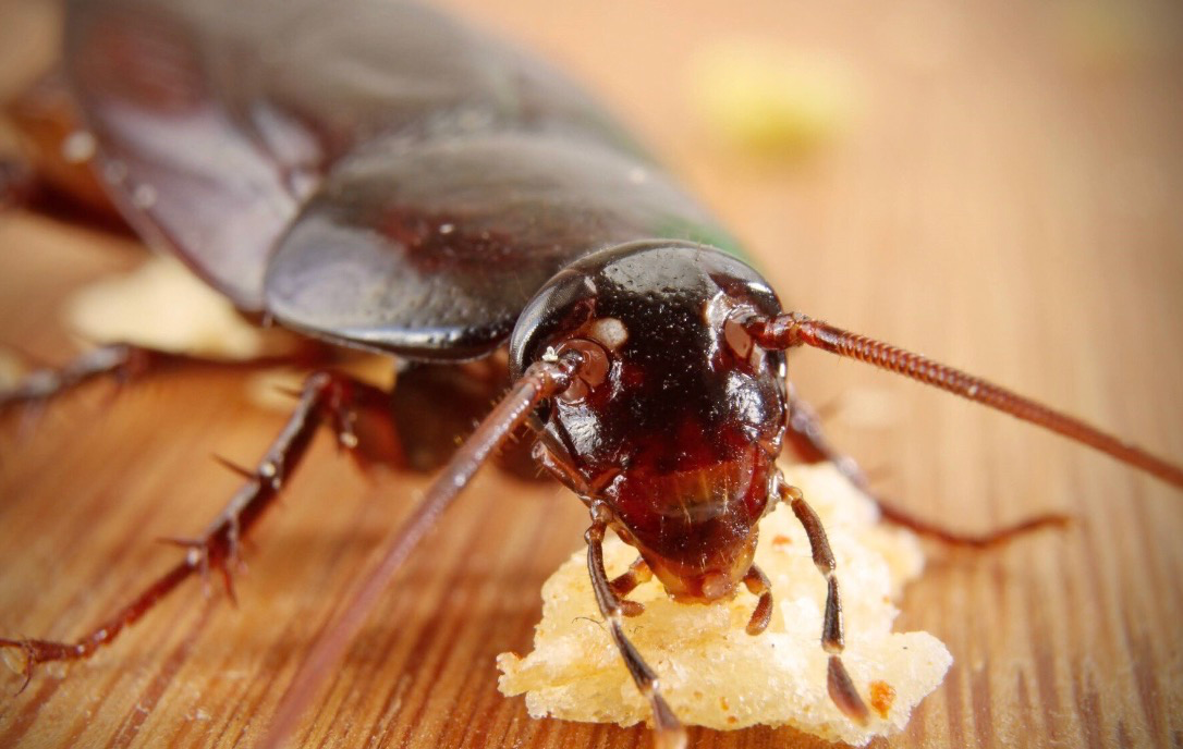 So wählen Sie den richtigen Kakerlaken-Gel-Köder für Ihre Schädlingsbekämpfungsbedürfnisse aus