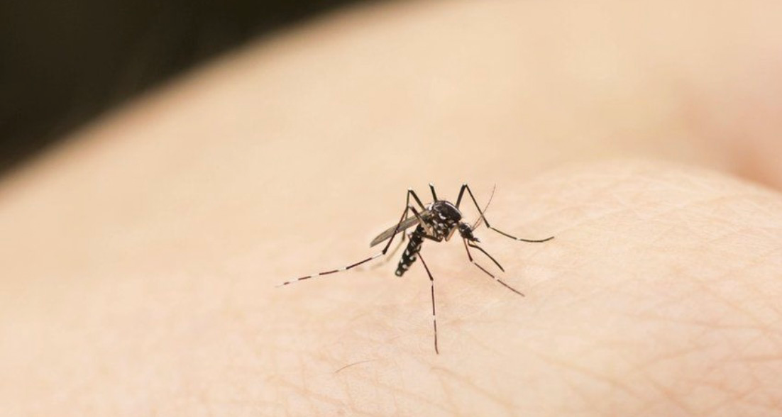 Was verursacht die Ausbreitung von Mücken und wie kann sie verhindert werden?