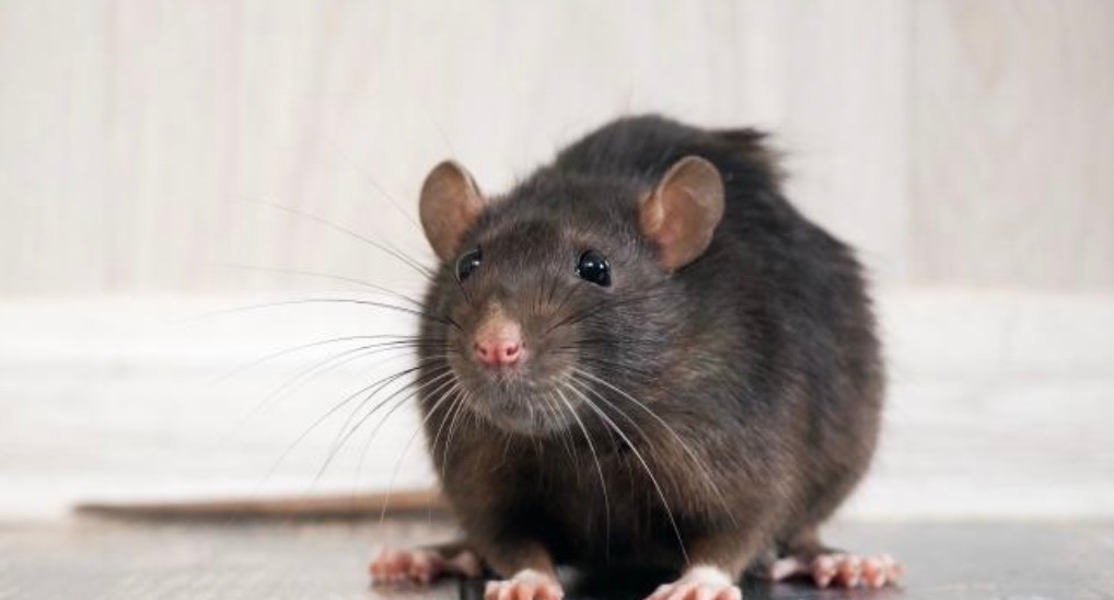 Wie hoch ist die maximale Lebensdauer einer Maus auf einem Klebebrett?