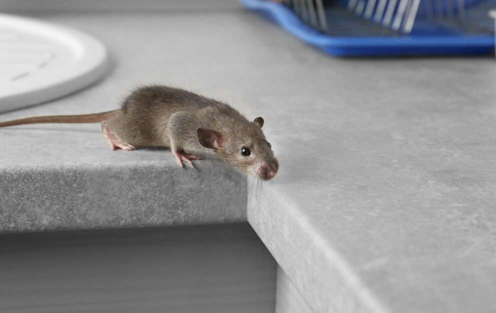 Wie funktioniert die Mäuseklebefalle?