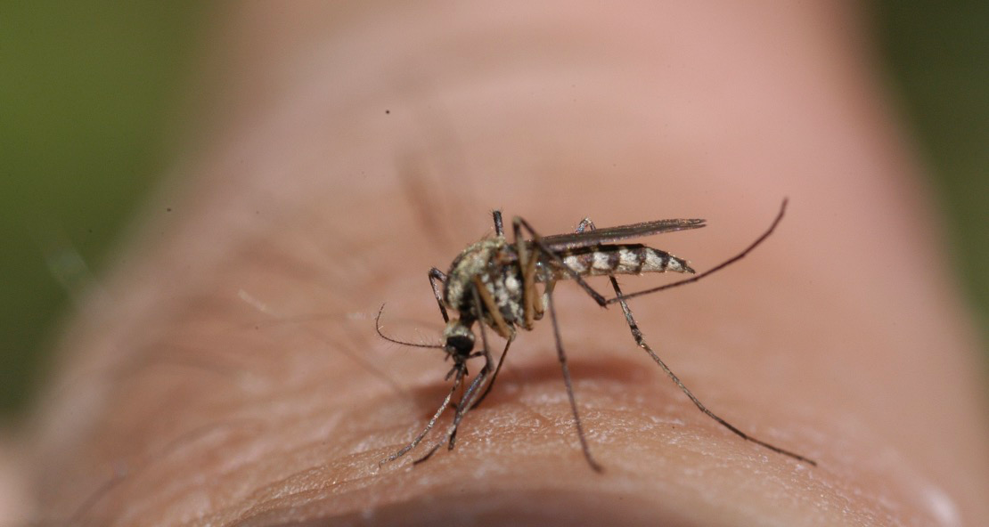 Warum kommen Mücken häufig in tropischen Regionen vor?